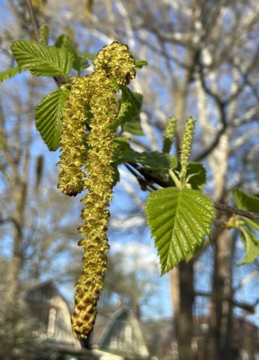 Betulaceae Betula nigra