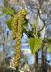image of Betula nigra