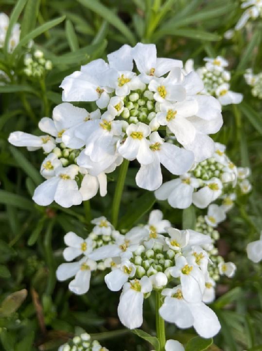 Brassicaceae Iberis sempervirens