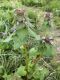 image of Lamium purpureum