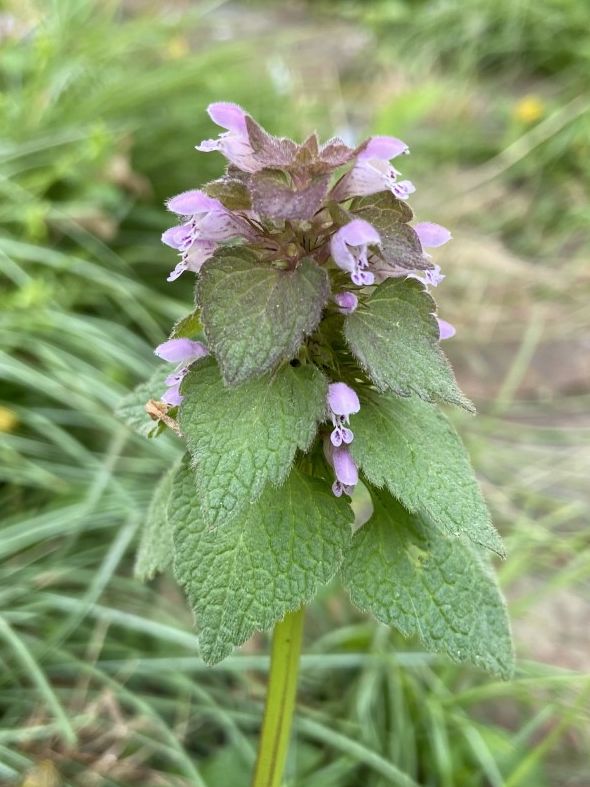 Lamiaceae Lamium purpureum
