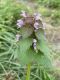 image of Lamium purpureum