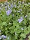 image of Mertensia virginica