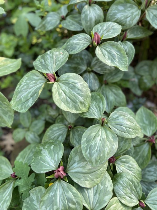 Melanthiaceae Trillium recurvatum
