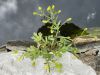 image of Ranunculus sceleratus