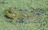 image of Rana pipiens