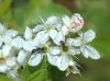 image of Prunus 