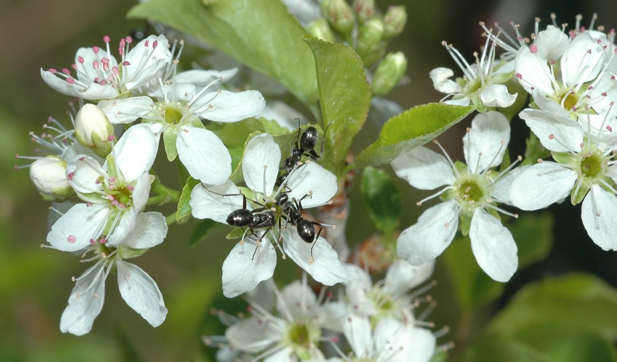 Formicidae  