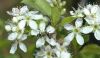 image of Prunus 