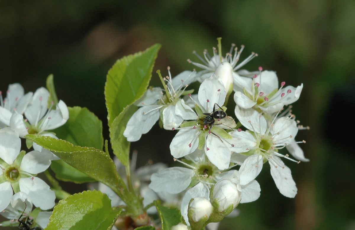 Formicidae  