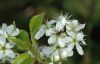 image of Prunus 