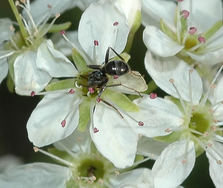 Formicidae  
