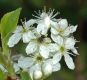 image of Prunus 
