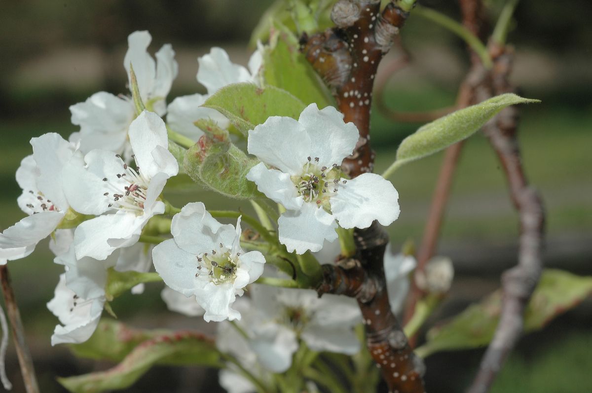 Rosaceae Pyrus pyrifolia