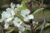 image of Pyrus pyrifolia