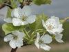 image of Pyrus pyrifolia