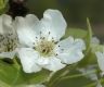 image of Pyrus pyrifolia