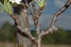image of Pyrus pyrifolia