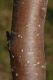 image of Pyrus pyrifolia
