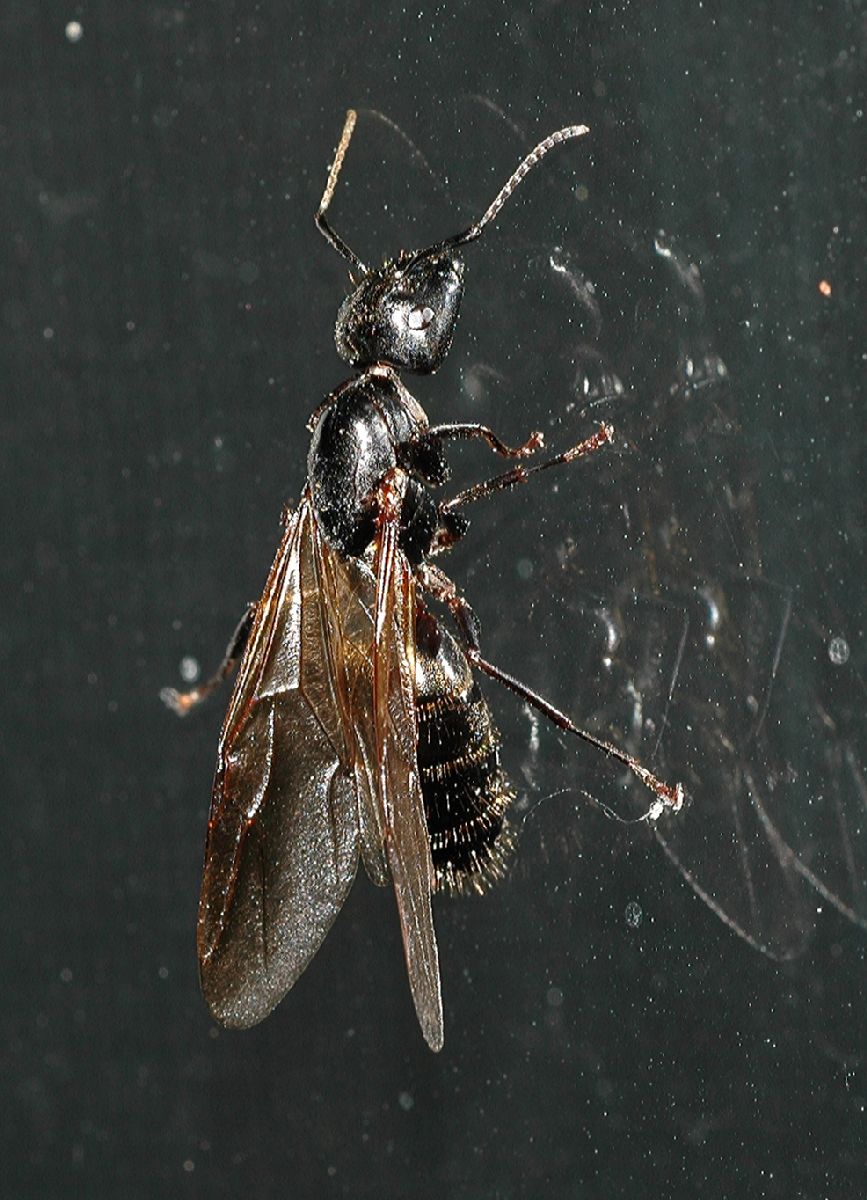 Formicidae  
