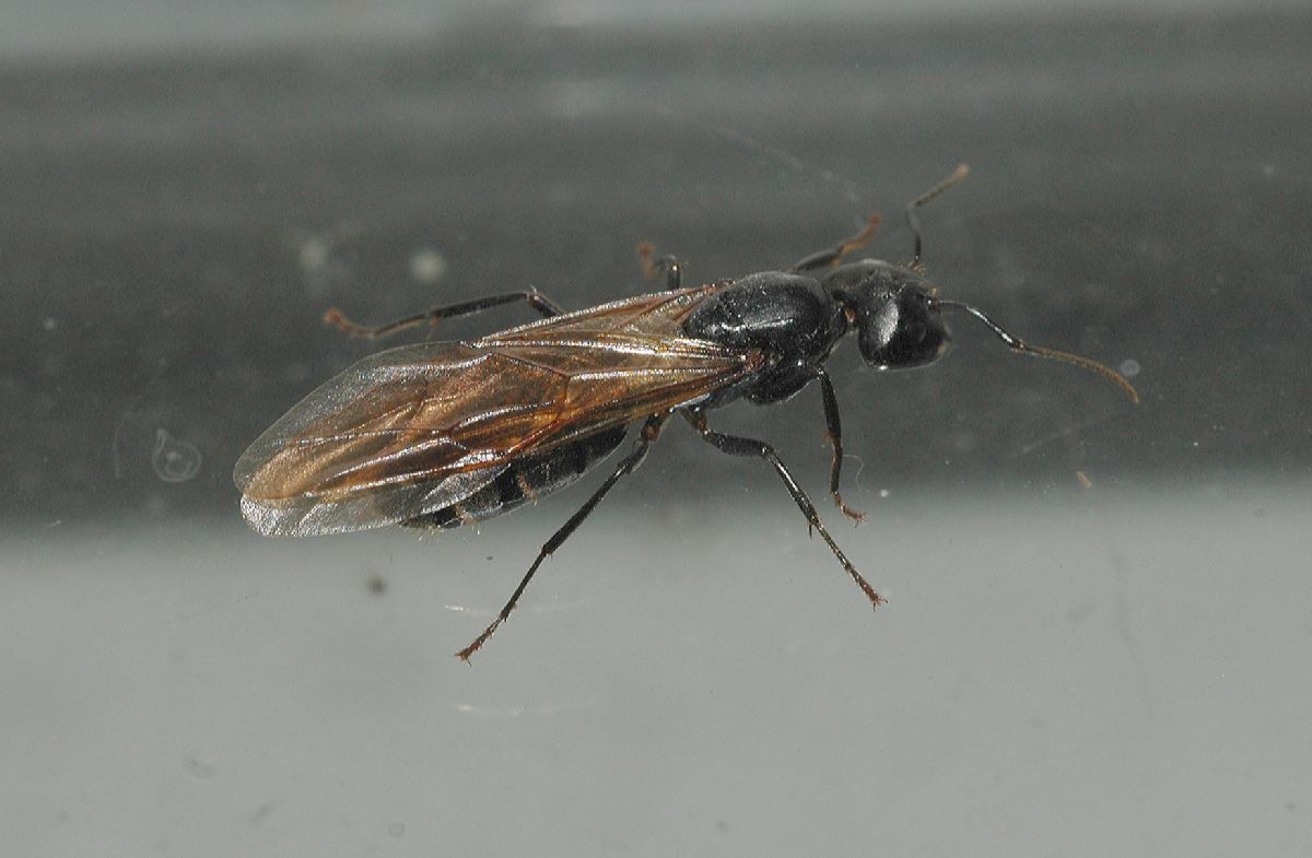 Formicidae  
