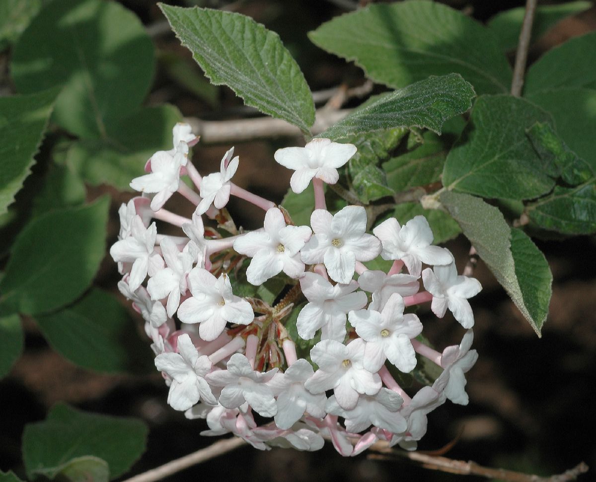 Adoxaceae Viburnum juddii