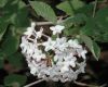 image of Viburnum juddii