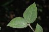 image of Viburnum juddii