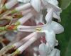 image of Viburnum juddii