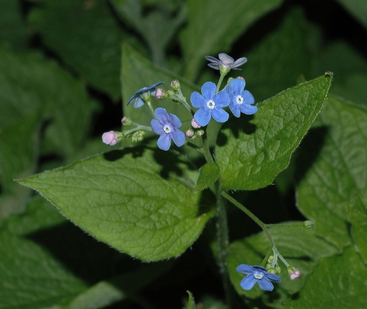 Boraginaceae Brunnera macrophylla