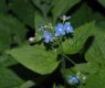 image of Brunnera macrophylla