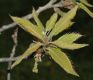 image of Quercus acutissima