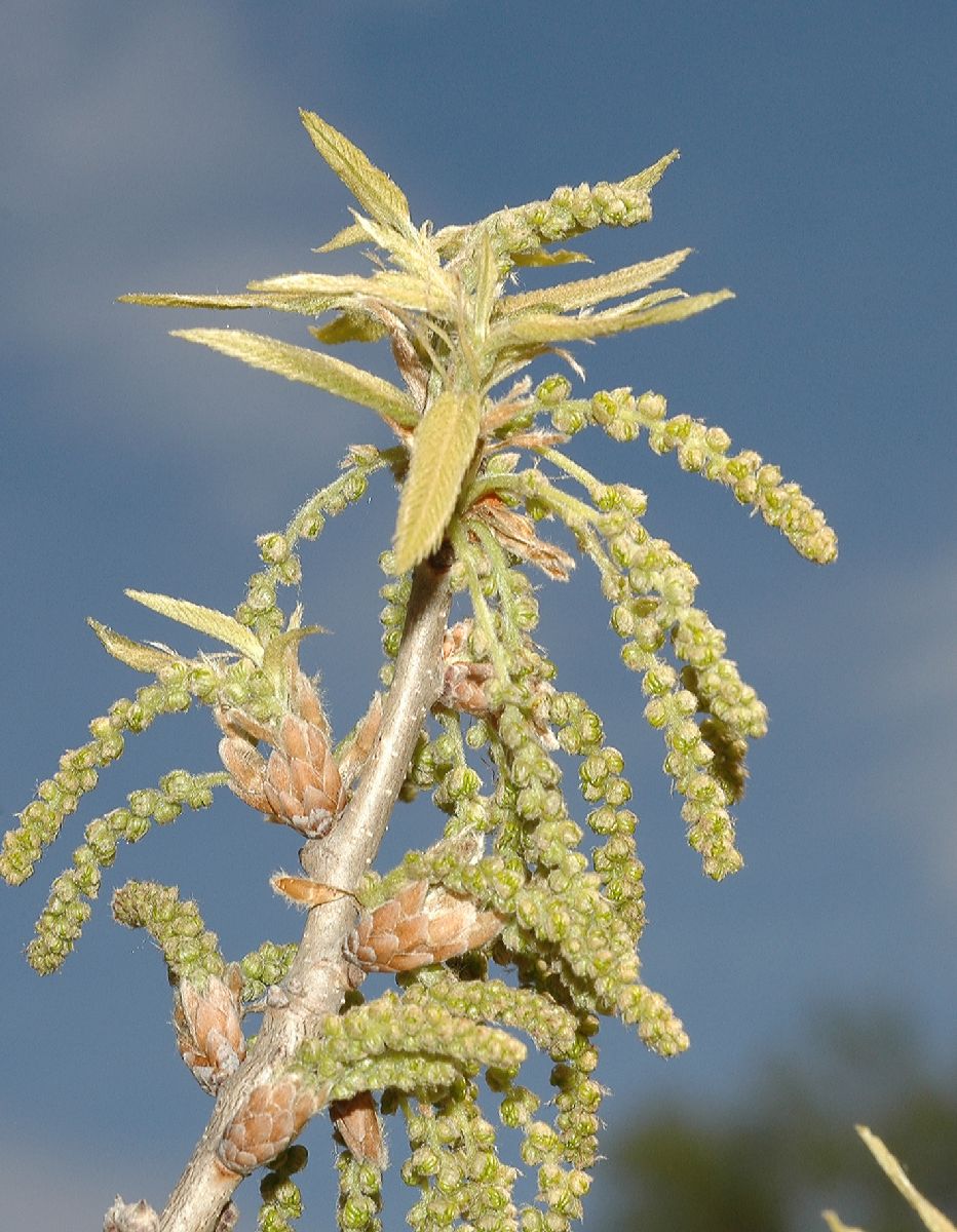 Fagaceae Quercus acutissima