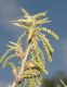 image of Quercus acutissima