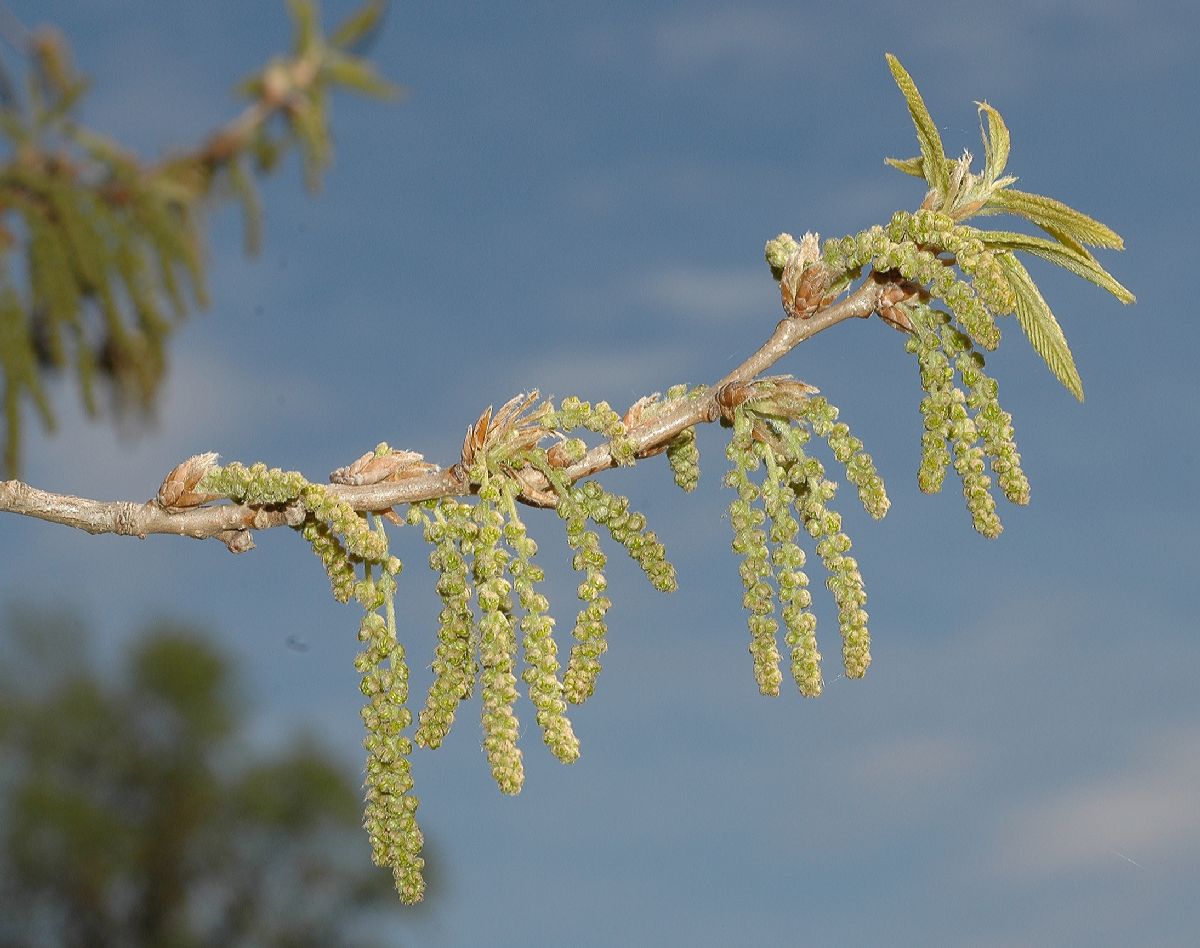Fagaceae Quercus acutissima