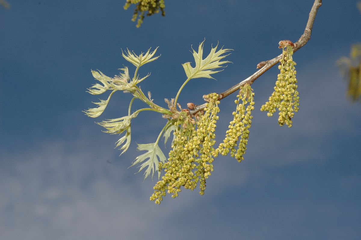 Fagaceae Quercus palustris