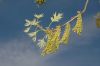 image of Quercus palustris