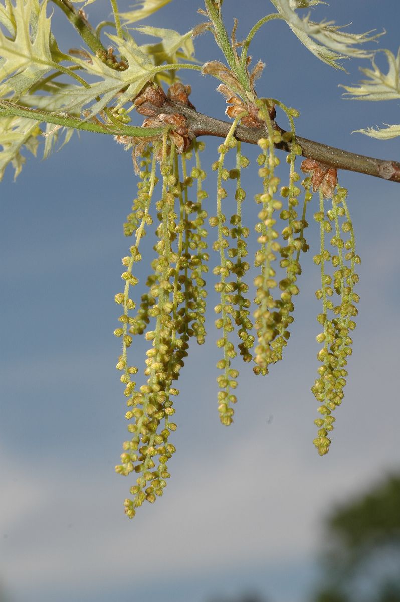 Fagaceae Quercus palustris