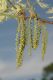 image of Quercus palustris