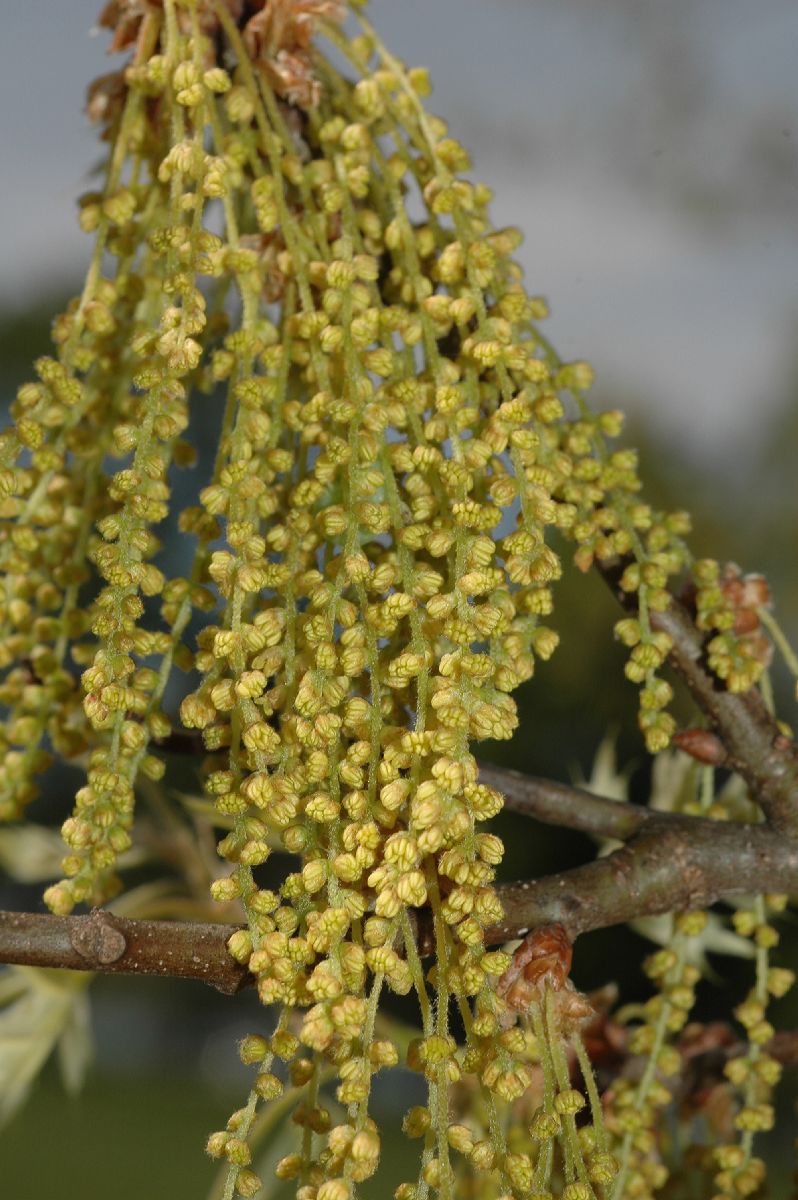Fagaceae Quercus palustris