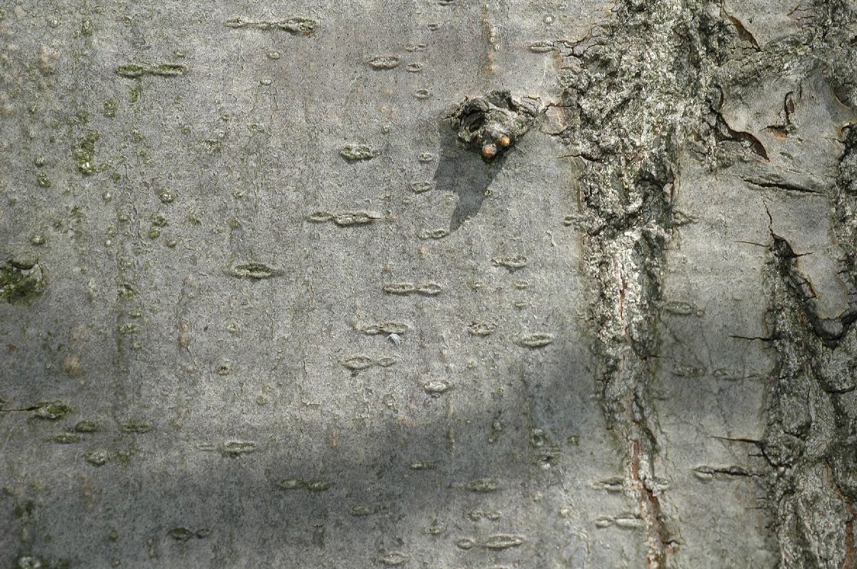 Fagaceae Quercus palustris