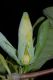 image of Magnolia acuminata