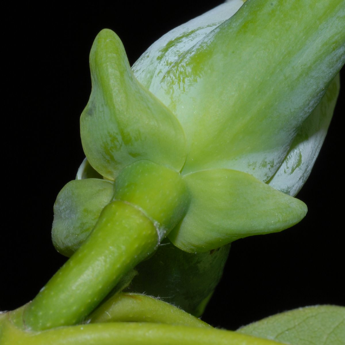 Magnoliaceae Magnolia acuminata