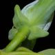 image of Magnolia acuminata