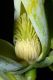 image of Magnolia acuminata