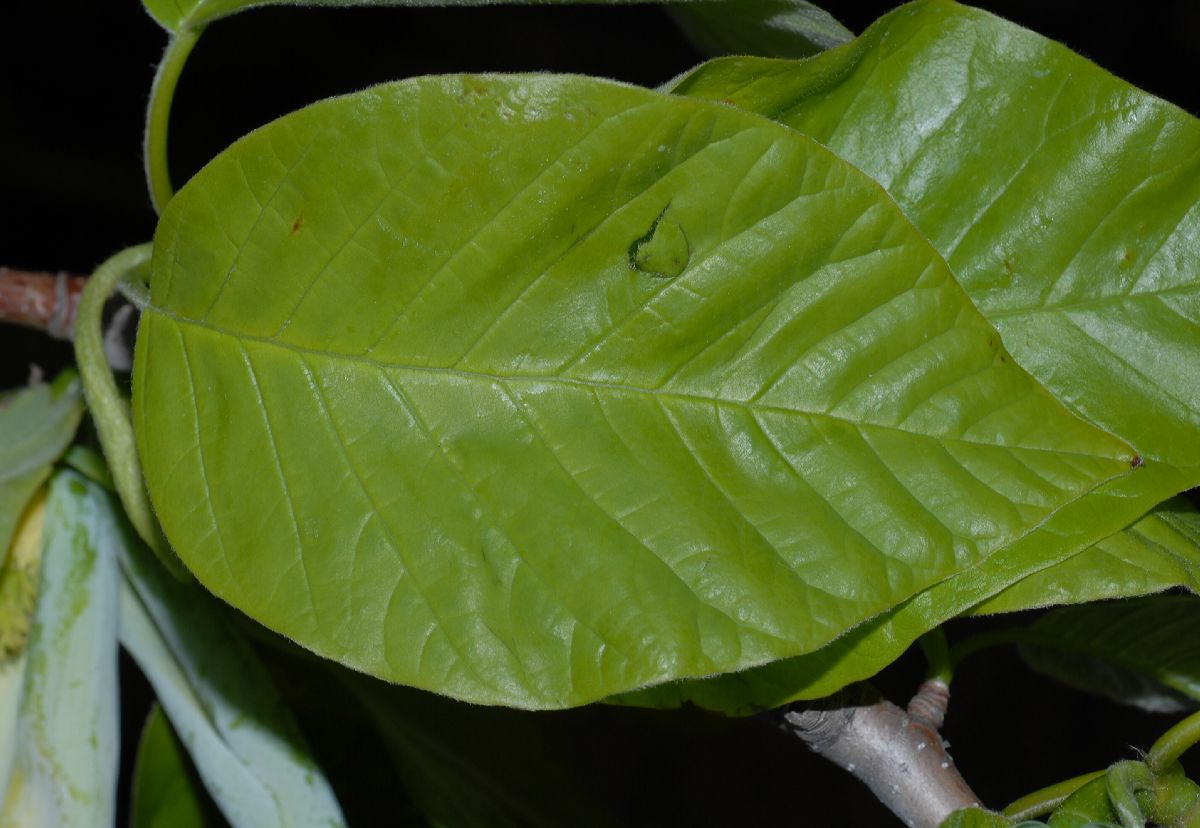 Magnoliaceae Magnolia acuminata