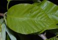 image of Magnolia acuminata