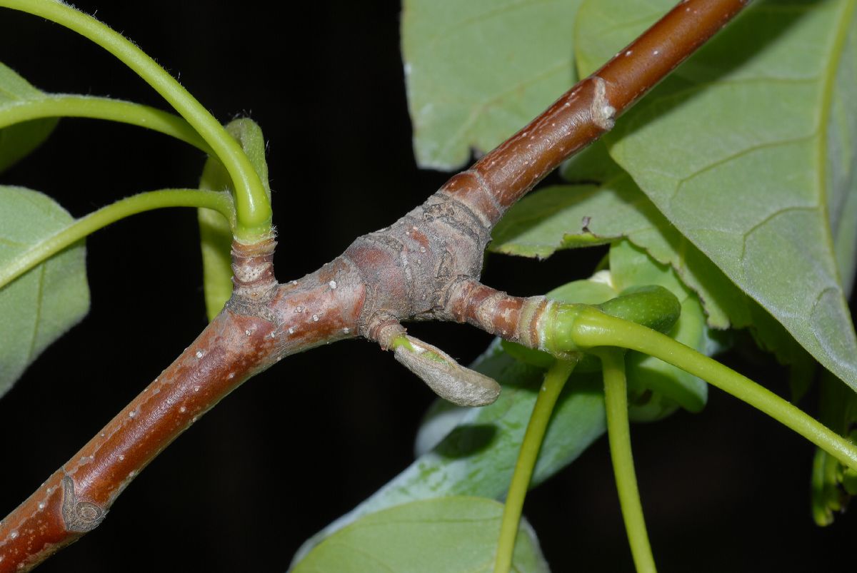 Magnoliaceae Magnolia acuminata