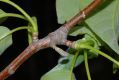 image of Magnolia acuminata