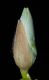image of Magnolia acuminata